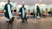 Cão interrompe missa para puxar batina do padre durante o sermão