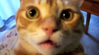 Supercats - Episode 2 — Moar Hilarious Cat Videos!