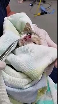 Ce chaton se fait retirer quelque chose d'affreux du nez