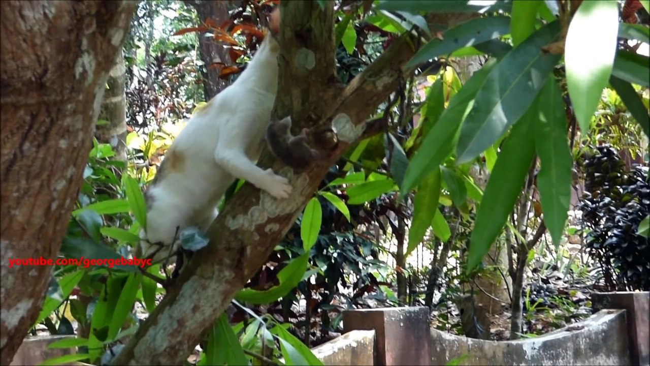 Une souris essaye d'échapper à deux chats... FAIL