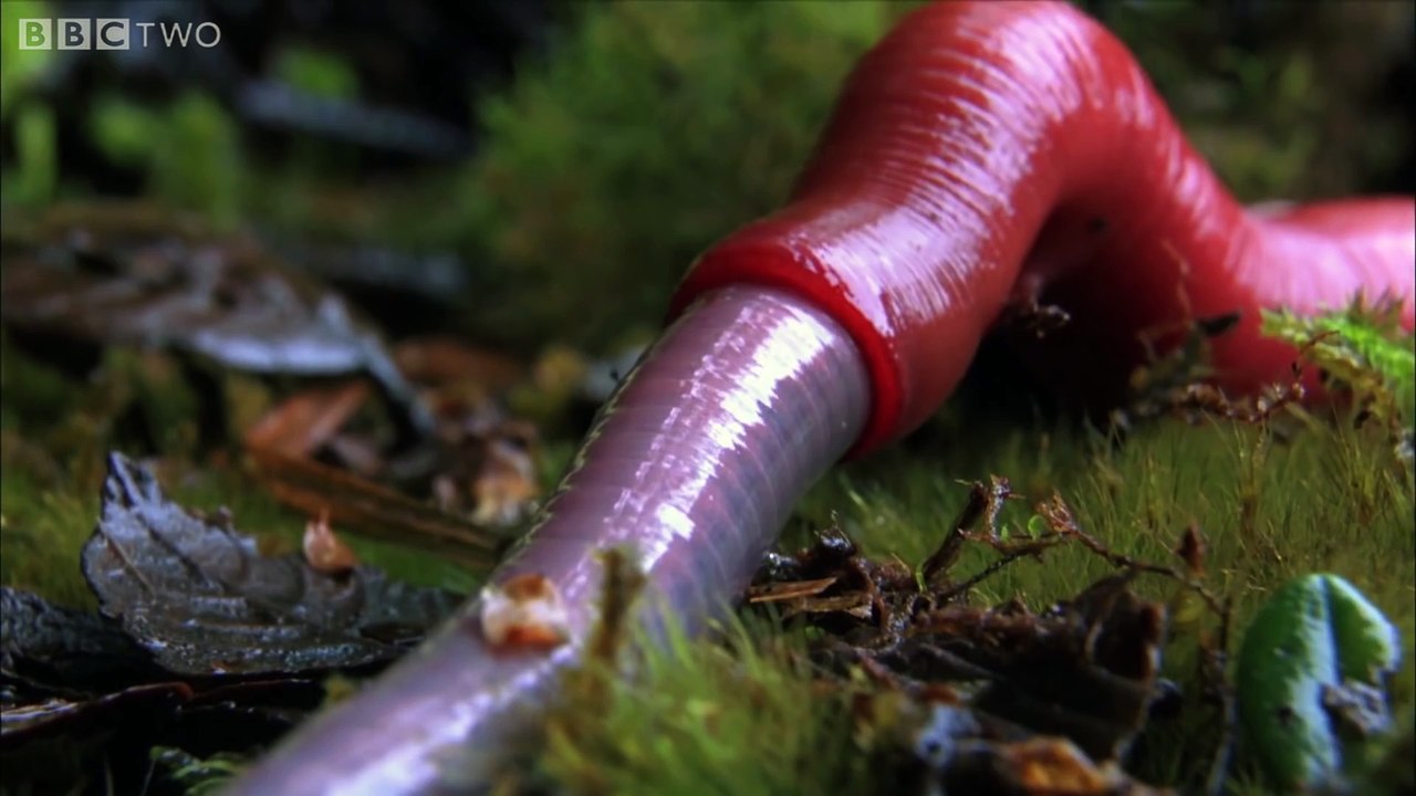 Ces vers de terres géants sont vraiment monstrueux !
