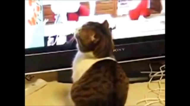 TOP 10 des vidéos de Chats les plus vues de tous les temps !