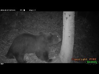 De nouvelles images de l'ours Néré
