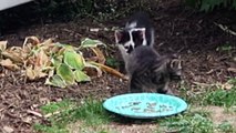 Cute Kittens Explore Plate Of Food For The First Time - Feral Cats