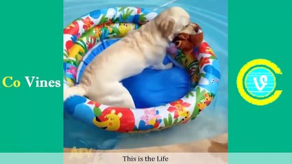 Top Animal Vines 2016 (w Titles) Funniest Pet Compilation - Co Vines✔