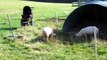 Top Animals get shocked by electric fence