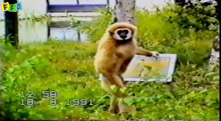 Top funny Animal Videos   Funny Animals Compilation   Funny cat videos   funny dog videos
