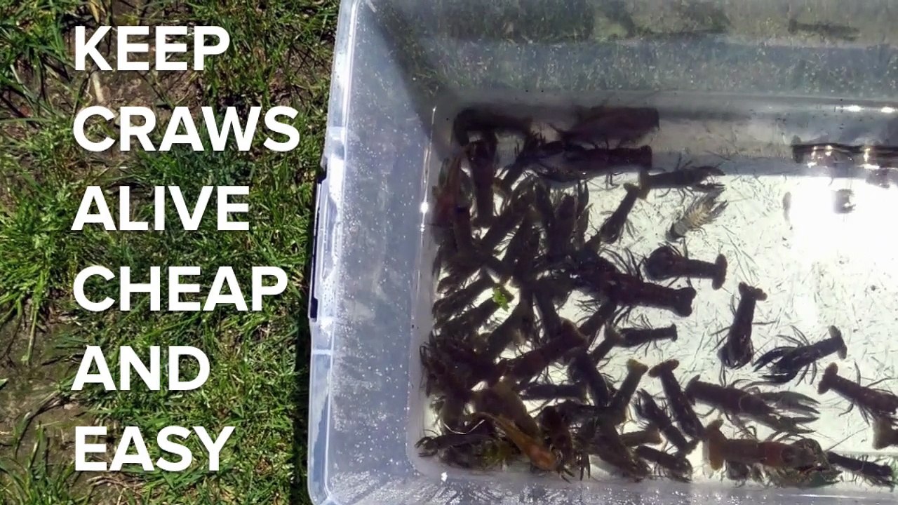 How to Store Live Crawfish Overnight: Keep Them Fresh and Alive