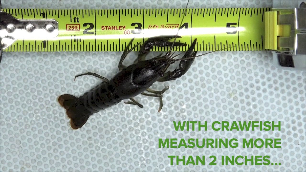 Sportsman's Notebook: How to Rig a Live Crawfish