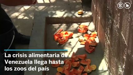 La crisis alimentaria afecta a los zoos de Venezuela