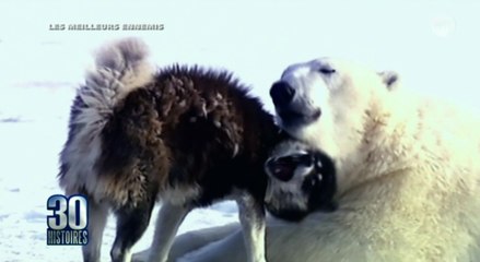 L'amitié étonnante entre un ours polaire et un chien ! - ZAPPING TÉLÉ DU 28/07/2016 par lezapping