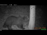 L'ours Néré filmé dans les Pyrénées