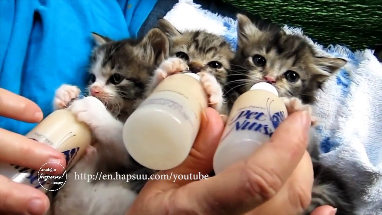 Baby Kittens Compilation