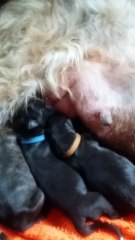 Femelle collier bleu : Bon appetit !