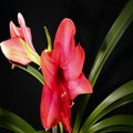 Amaryllis Flowering 20 min for 9 Days - Time Lapse