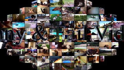 Cats scared of Cucumbers Compilation - Cats Vs Cucumbers - Funny Cats 2016