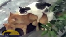 CATS MATING Compilation Videos 2014 - Best Funny Animals Mating