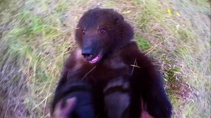 Man tickling wild Grizzly Bear