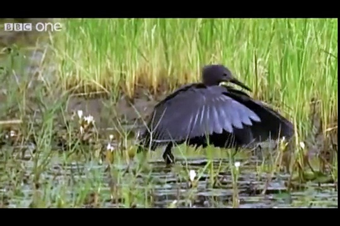 British Animal Voiceovers