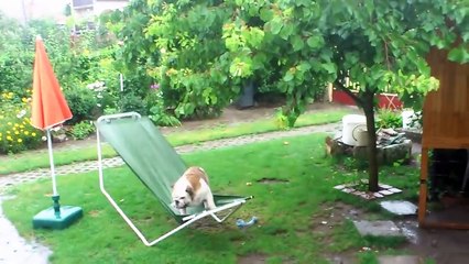 Bulldog Plays on Hammock in the Rain   Funny Bulldog !
