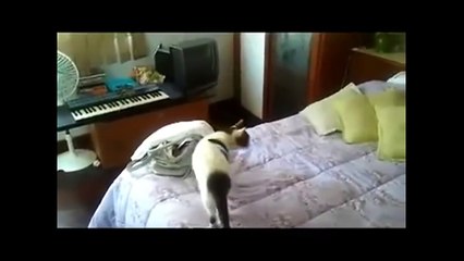 Cute & Funny Cats Videos Compilation - May 2014! EPIC!