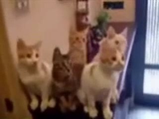 Katte ser tennis 🎾