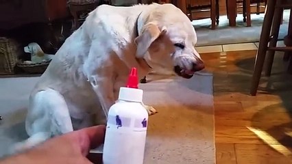 Denver The Guilty Dog Hates His Ear Medicine !