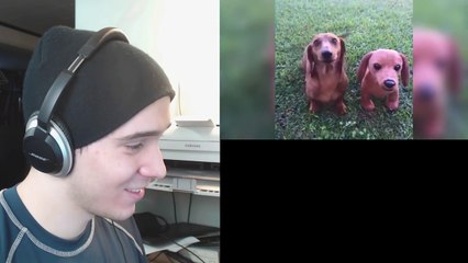 DERPY DOGS! - Reacting to Funny Animals Vines