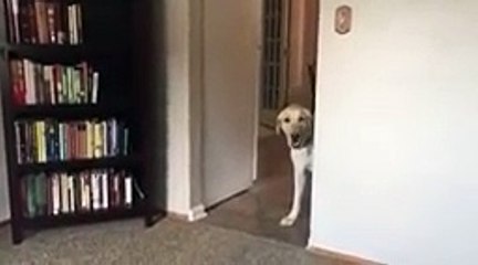 Dog Conquers Fear of Stepping onto Carpet   Golden Retriever !