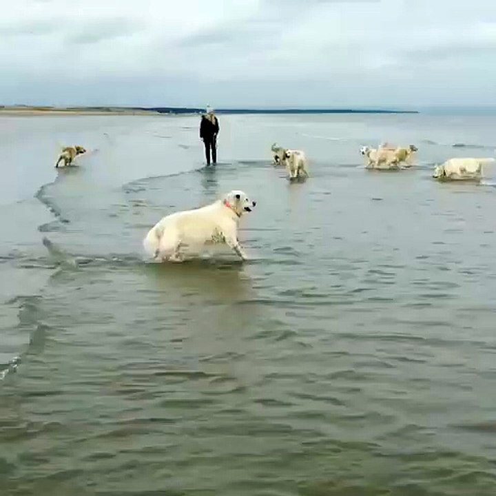 Dog Hops into Ocean !