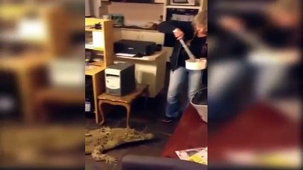 شاهد..سيدة استرالية تربي تماسيح في بيتها و كأنه أحد أفراد العائلة !