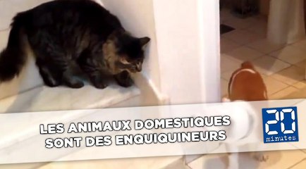 Les animaux domestiques sont des enquiquineurs