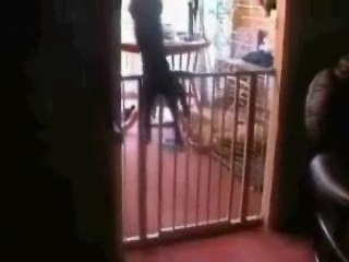 Sjov Kattehop 🐱 - thumbnail