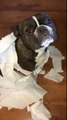 Dog Snitches on the other dog that made a mess with toilet paper !