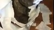 Dog Snitches on the other dog that made a mess with toilet paper !