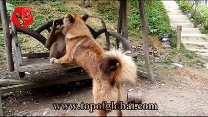 Dog Vs Monkey Funny Video ( Monkey Funny Video ) !