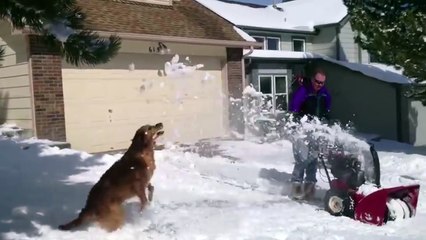 Dogs Discovering Snow !