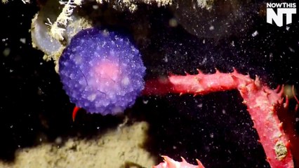 This Mysterious Purple Orb May Be A Newly Discovered Species