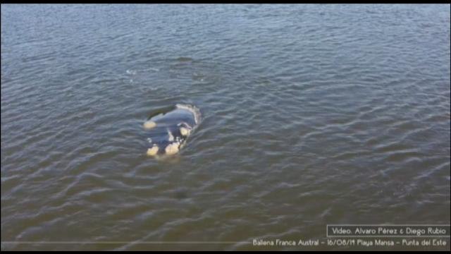Lanzamiento de la nueva temporada de avistamiento de ballenas en Uruguay