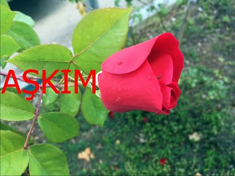 Yıldırım Gürses-Mevsimler yas tutup çöller ağlasın