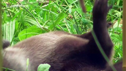 Playful otter likes to juggle stones