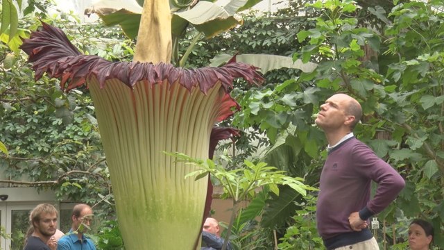 L'arum titan du jardin botanique de Meise a commencé à s'ouvrir