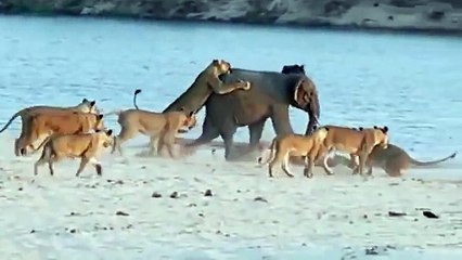 Así fue como un pequeño elefante sobrevivió al ataque de 14 leones