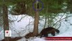 One of Last 'Real Life' Wolverines Caught On Camera