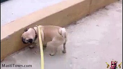Funny Dog pees doing handstand Hahaha Thug Life