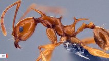 Scientists Announce Discovery Of New ‘Game Of Thrones’ Dragon Ant Species