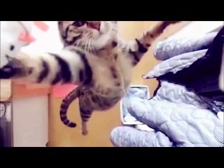 Animales Chistosos 2013. - Funny Animals 2013.