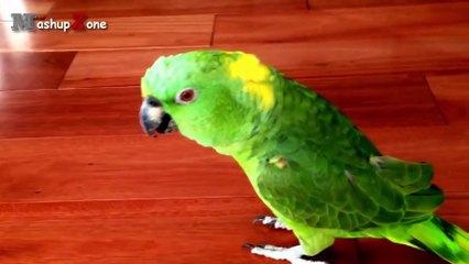 Animals Making Funny Noises - A Funny Animal Sounds Compilation 2016