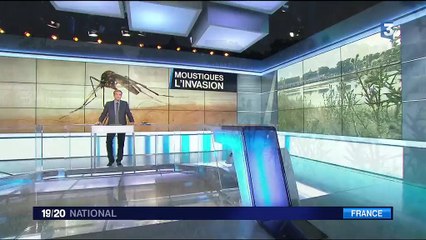 Tourisme : les bords de Loire infestés de moustiques