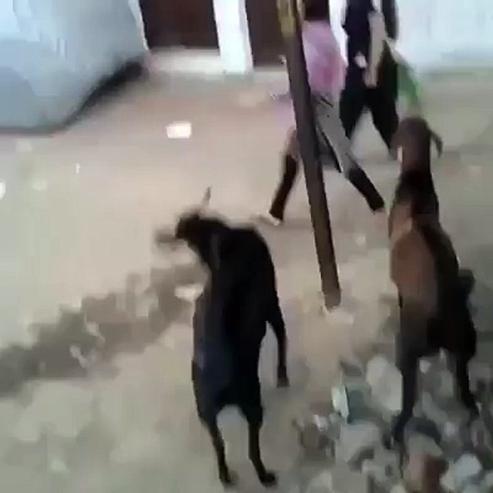 Funny video goat attack to woman